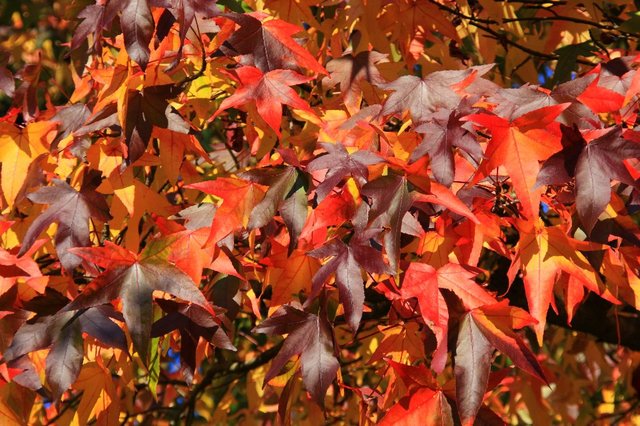 20081012_royalbotanicgardenskew_281